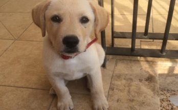 πρόστιμα για εγκατάλειψει ζώου