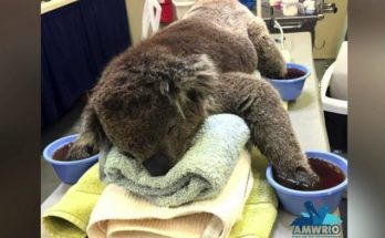 Κοάλα Αυστραλία