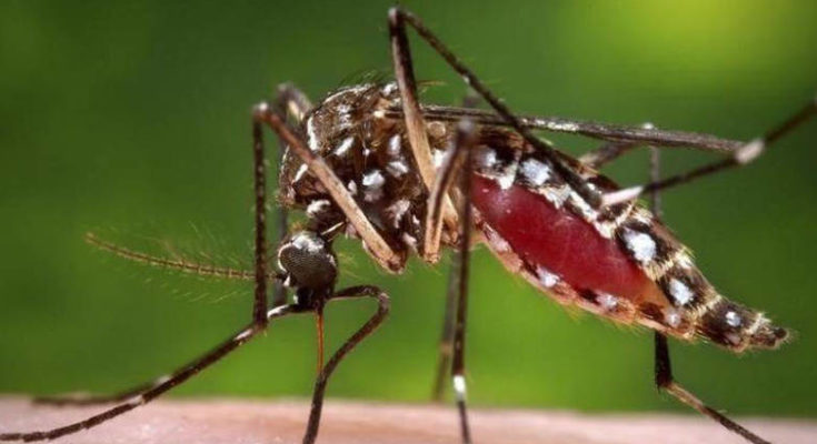 Κουνούπια στην Χαλάστρα