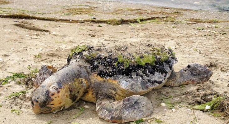 Νεκρή χελώνα στις ακτές Καλοχωρίου