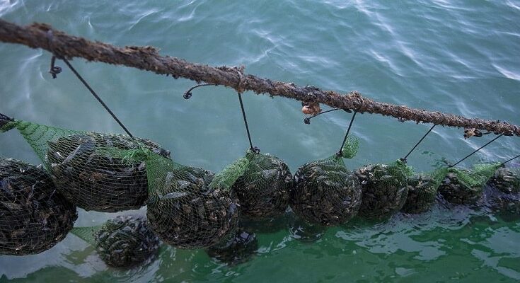 Μύδια Χαλάστρας