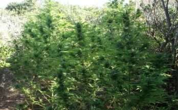 ston-eisaggelea-pateras-kai-gios-apo-to-anatoliko