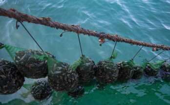 apoksilonontai-52-kataskeyes-mydolaiergias-stin-xalastra